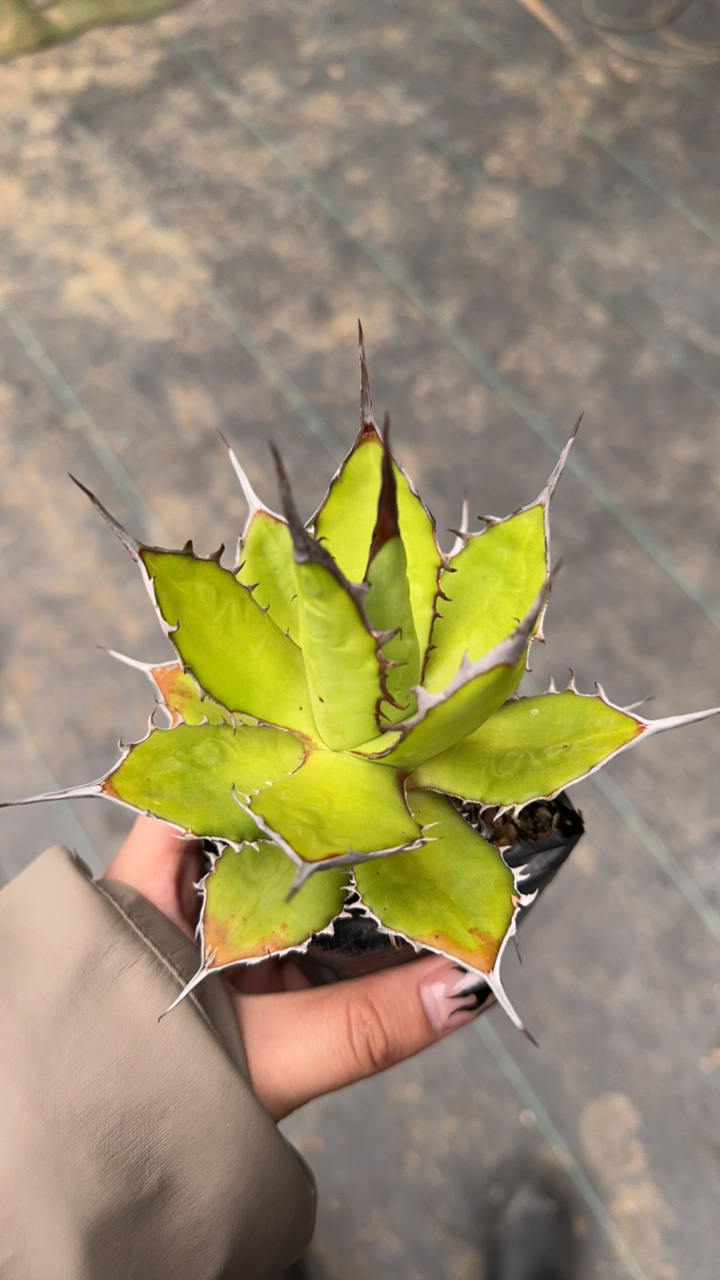 龙舌兰霍利达多肉植物