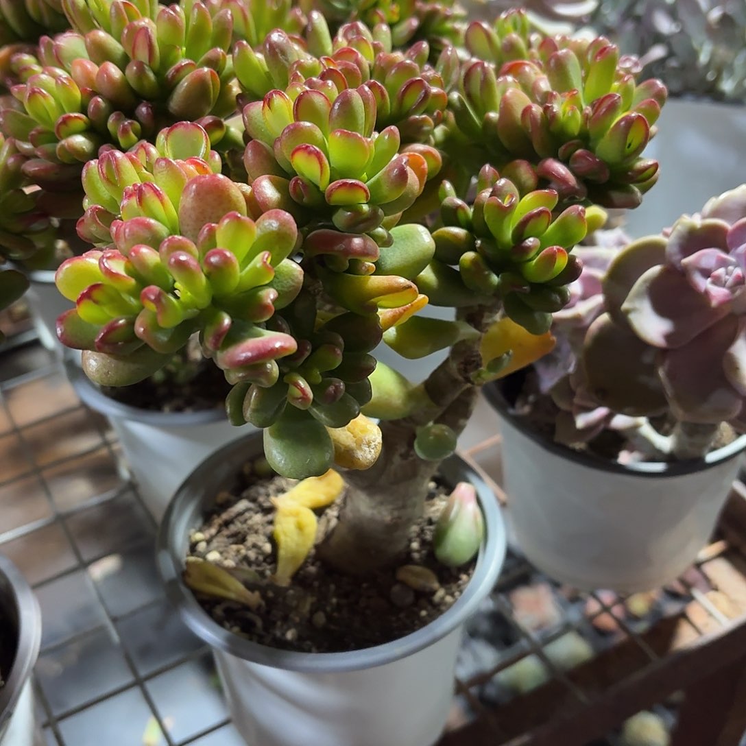 招财猫多肉整群11㎝盆