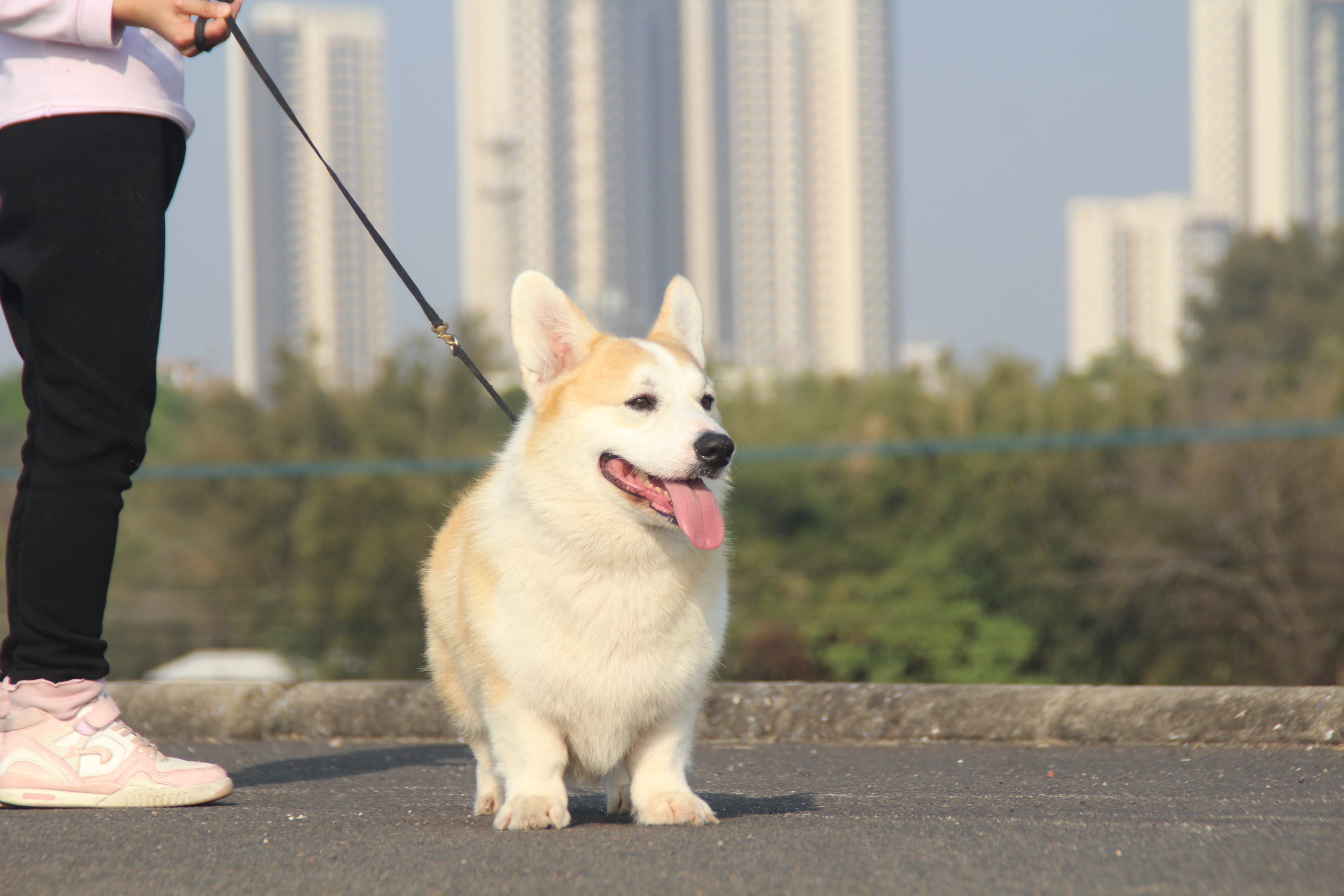 狗狗牵引绳，大中小犬都适用
