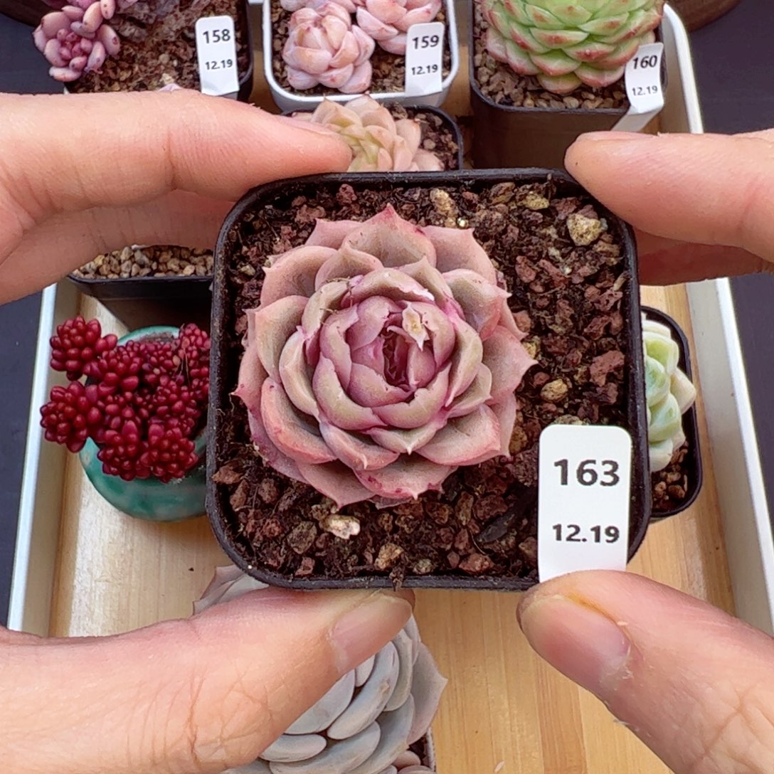 好好看163、哈哈哈哈