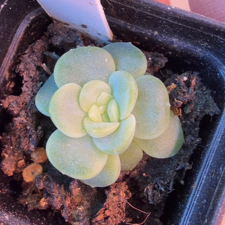 白星四公分盆口哈哈