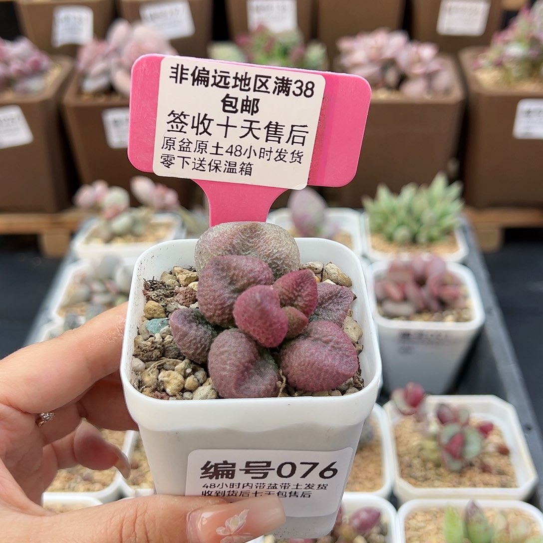 076水蜜桃多肉植物