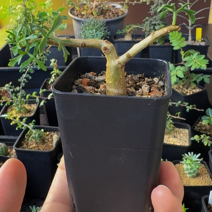 超香 实生鹿角橄榄带盆土包邮