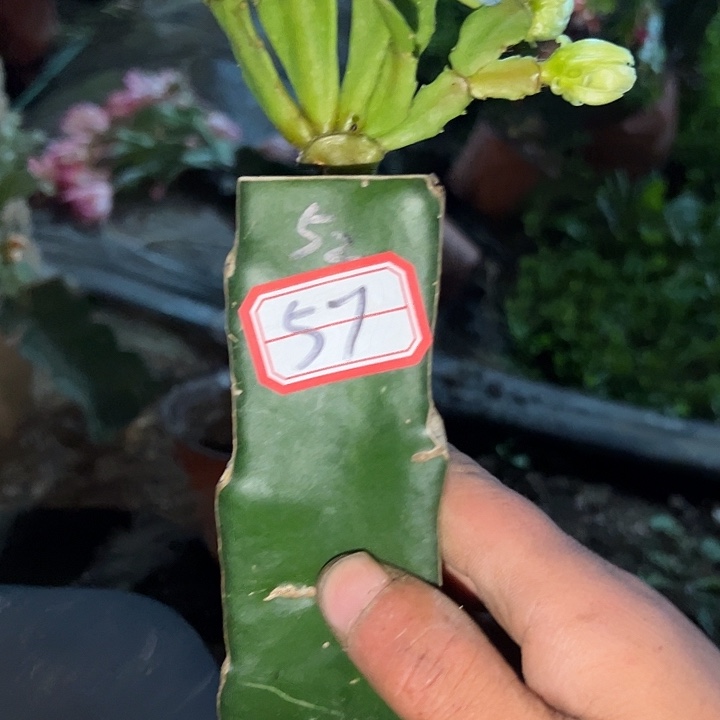 ，57号带盆052天使的云
