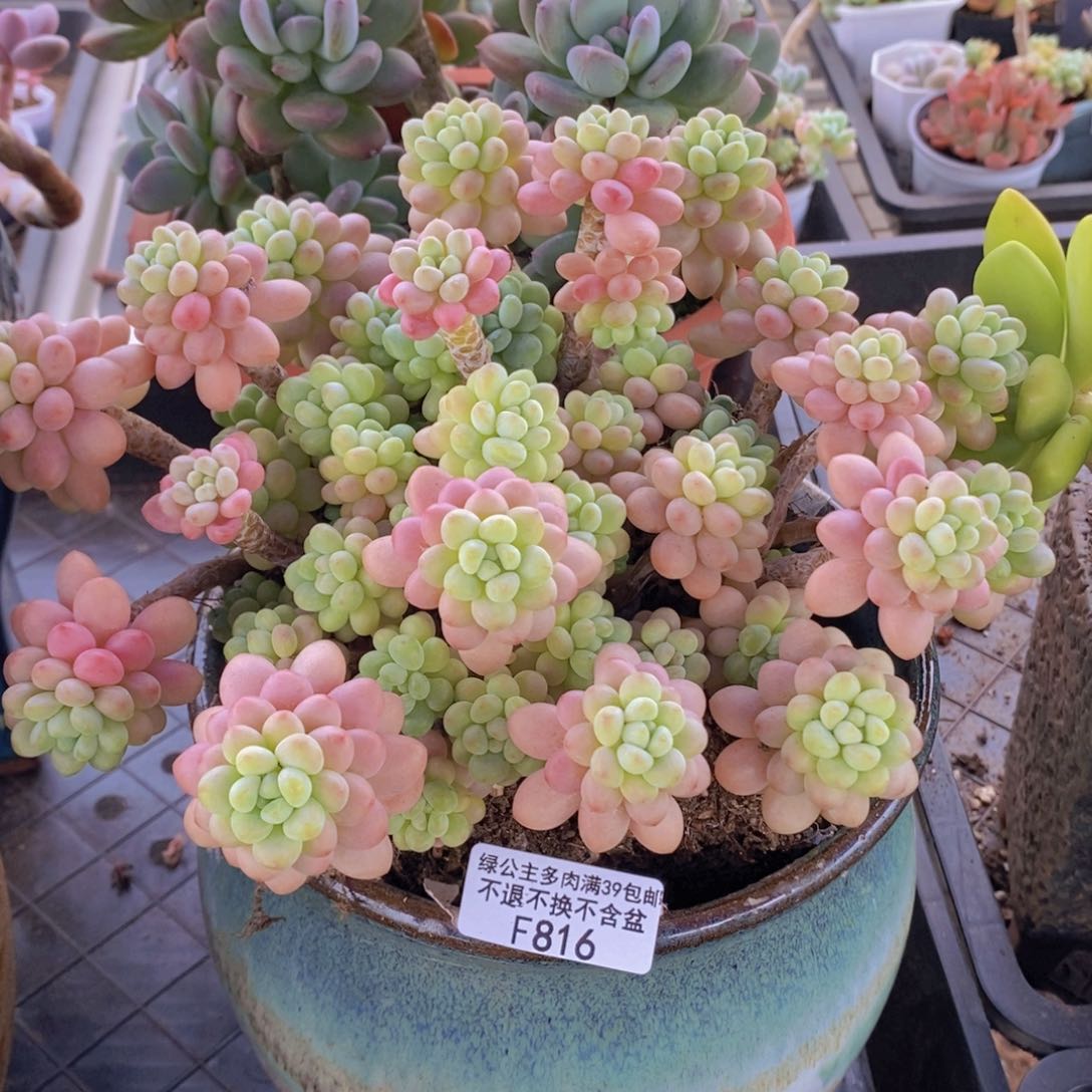 鱼子酱老桩20cm816多肉植物