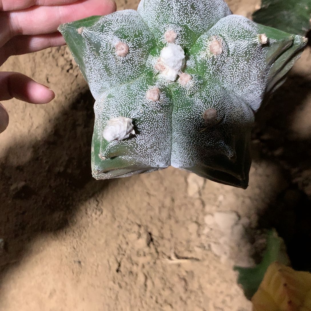 【闪购商品】周****8一玉玉玉