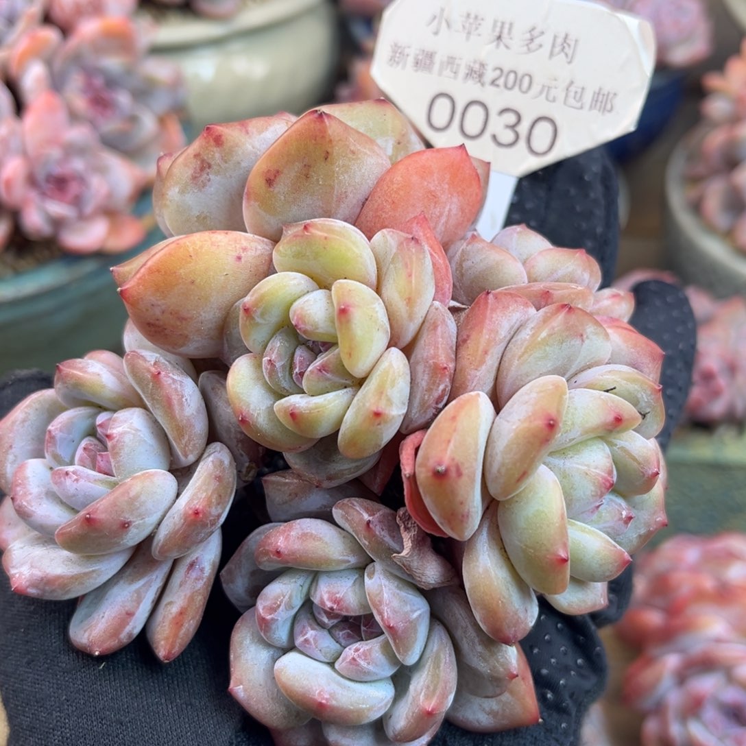 黄底紫心030/10cm7头