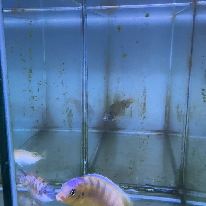 凉***爽慈鲷鱼265号111111111