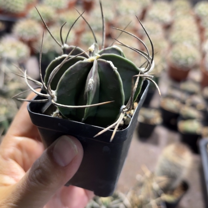 实生水牛角好养皮实择优发