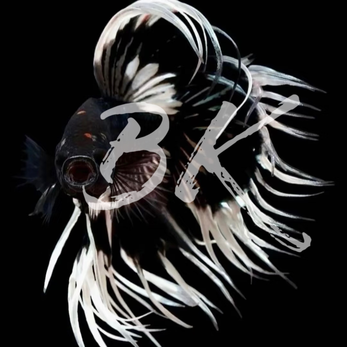 A4（73-96）泰国斗鱼小型热带观赏鱼5-6公分（直播间选鱼）