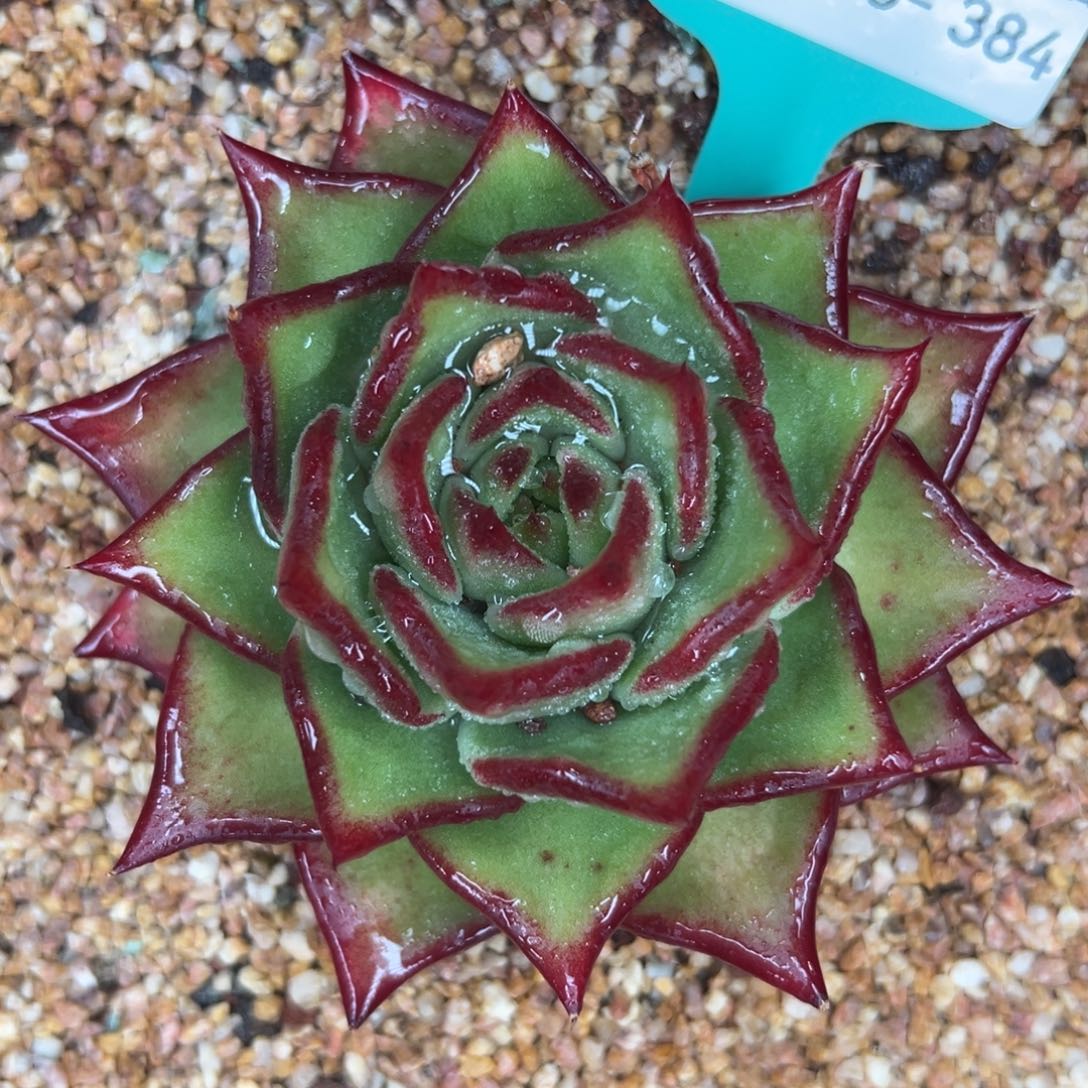 多肉精选编号0116.384