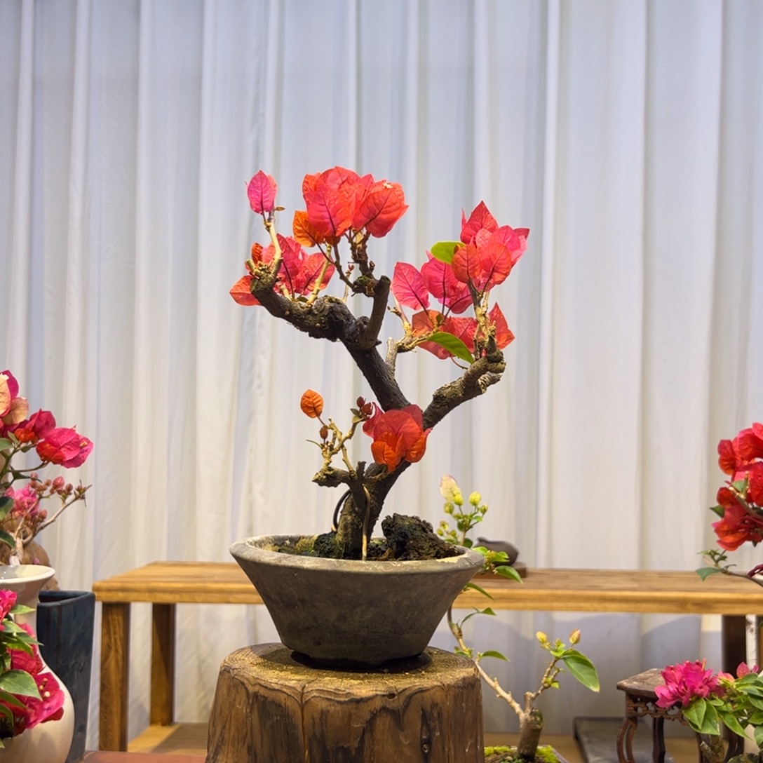 琳***儿完全开放三角梅一物一拍同安红