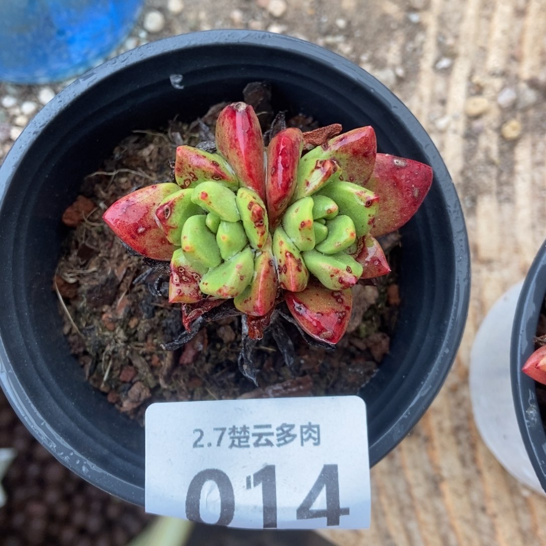 014绿玫瑰多肉植物
