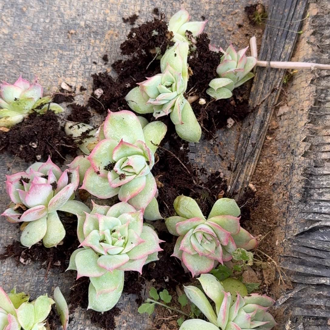 31-20四号玫瑰一颗量拍