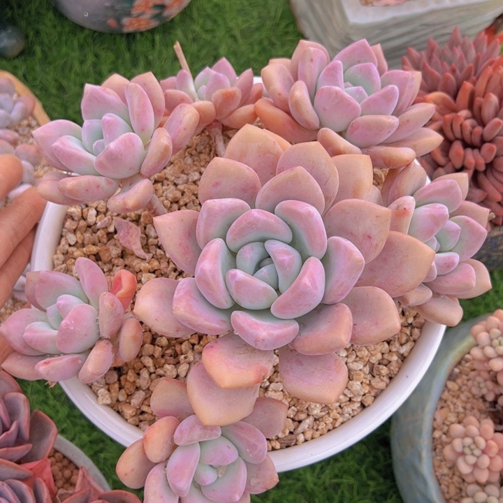 健健康康平平安安