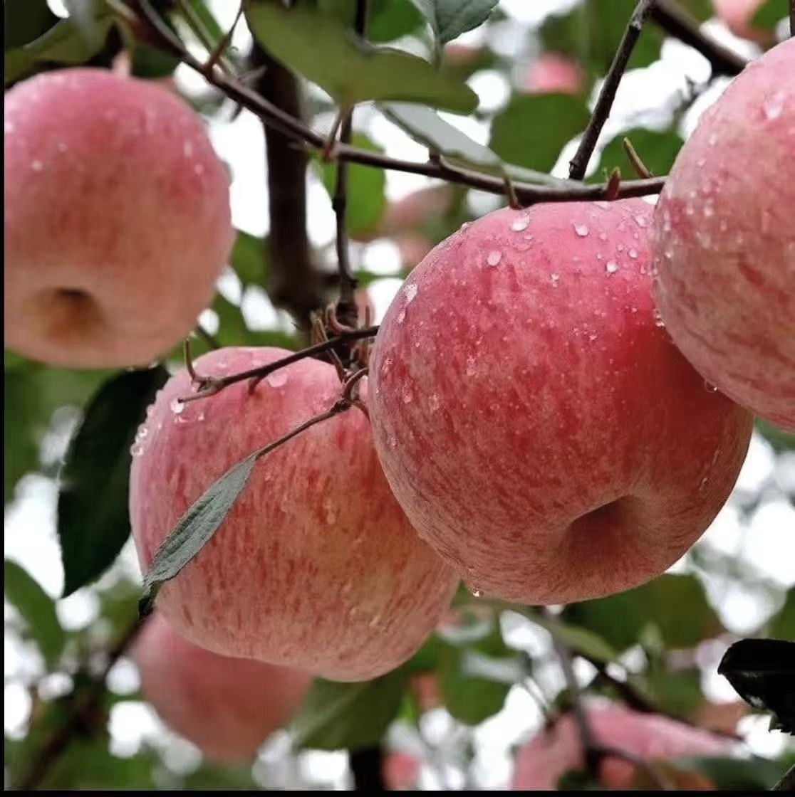 2025年头茬苹果清甜多汁农场直销
