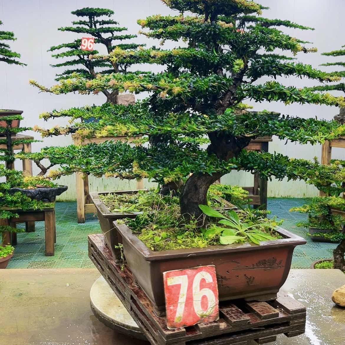 【闪购商品】无花朵