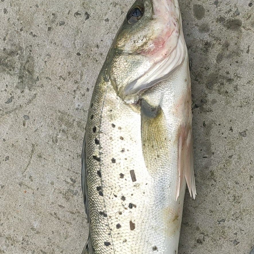 东北野生鲈鱼两条6斤