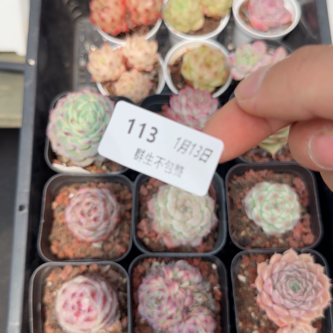 框拍框拍0113-113上量