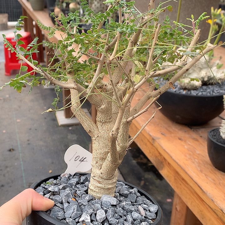 104尼勒达2.5公分桩高34公分