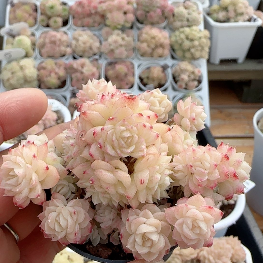 【闪购商品】0218-39花朵麦杆