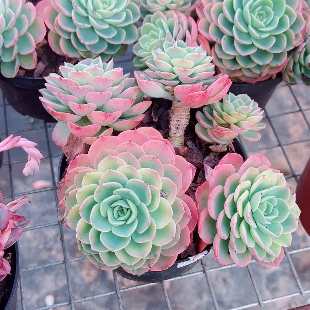 哈密瓜多头群生老桩特价