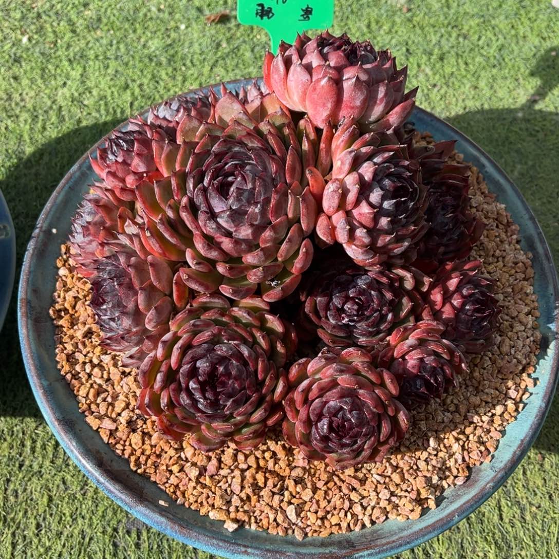 补差价一物一拍多肉植物