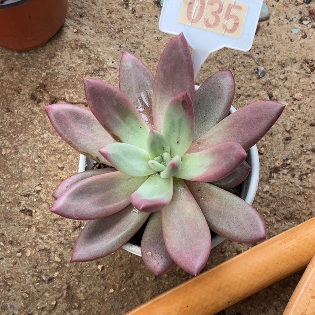 多肉植物赫菲虞035