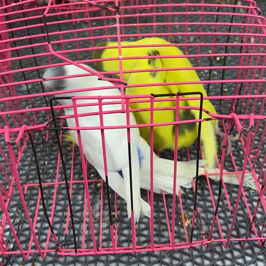 涂***涛虎皮鹦鹉虎皮鹦鹉