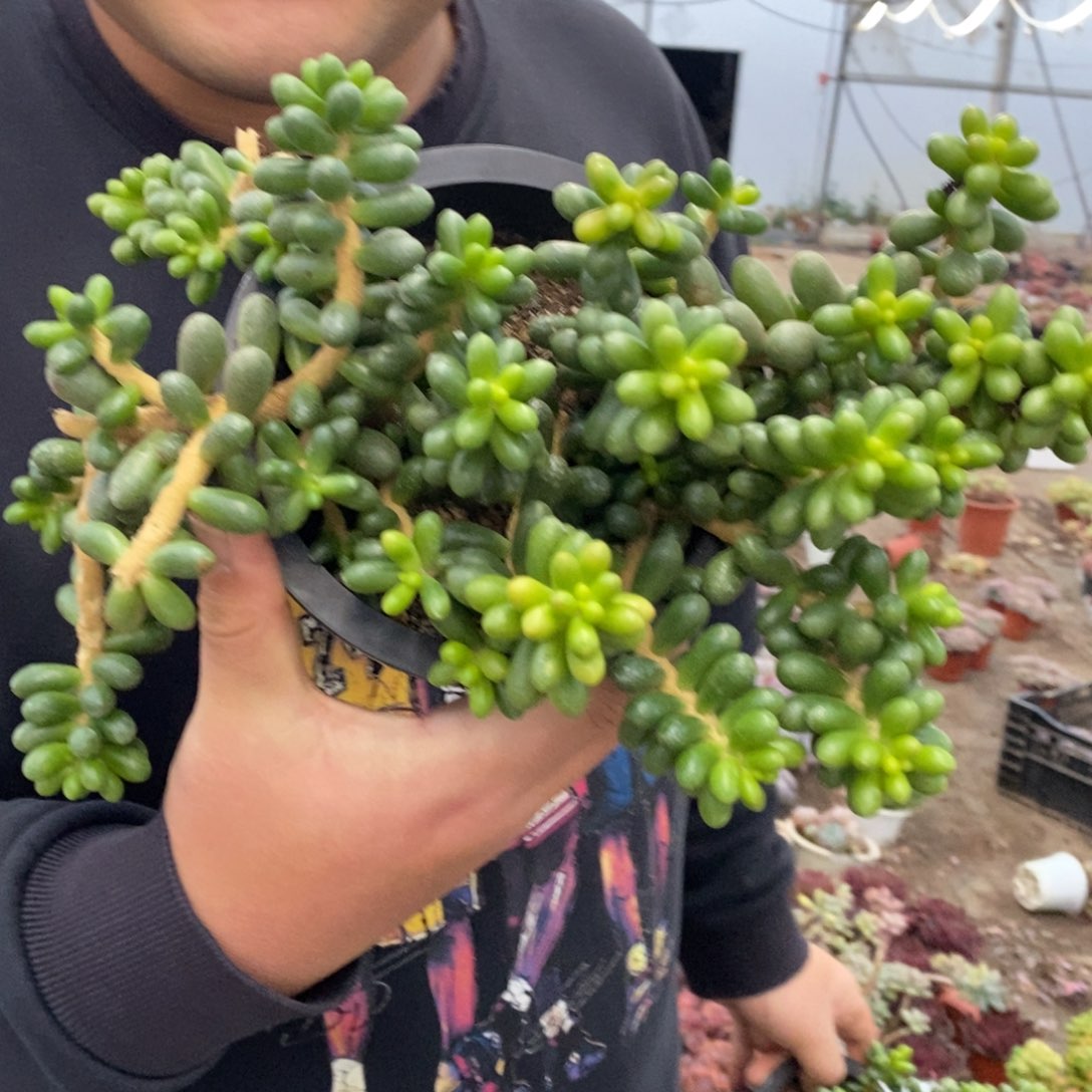 绿龟卵整桩无砍老桩