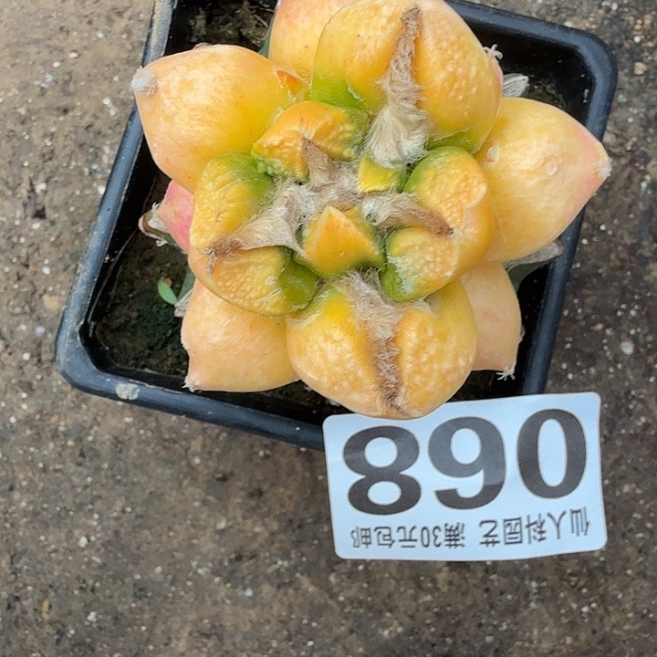 无花朵068龟甲牡丹锦东三