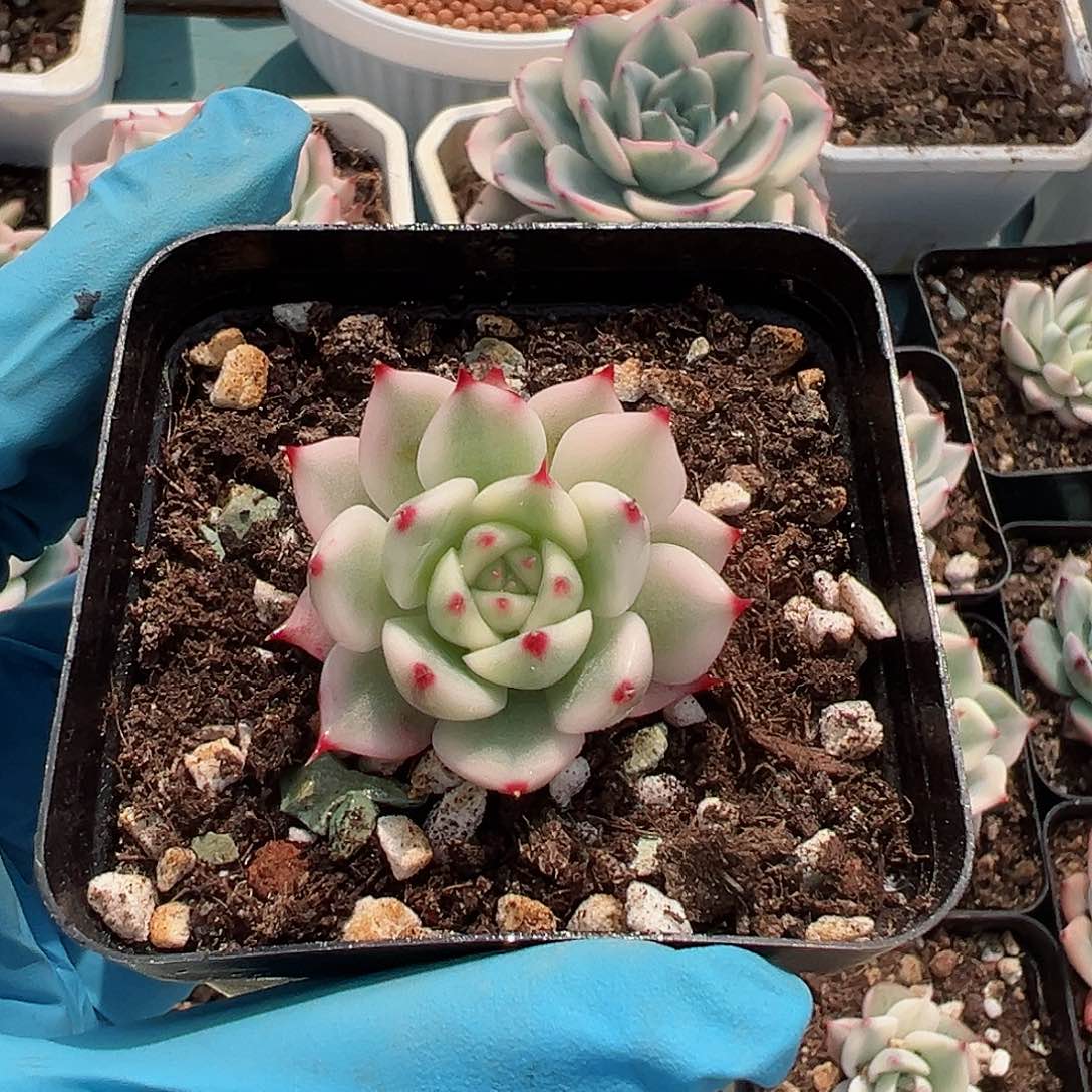 吉娃娃锦，覆轮锦每天特价一颗