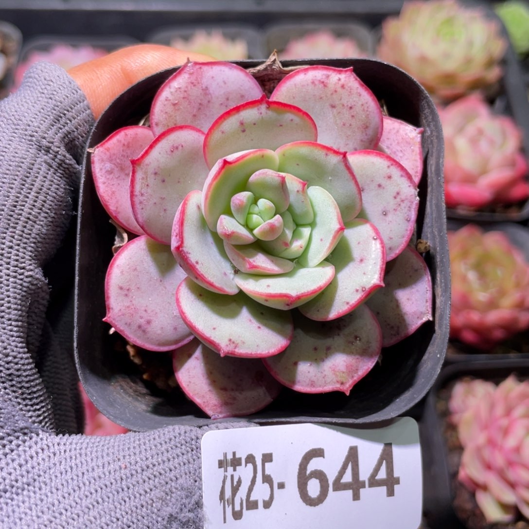 花利美25-644凌波仙子