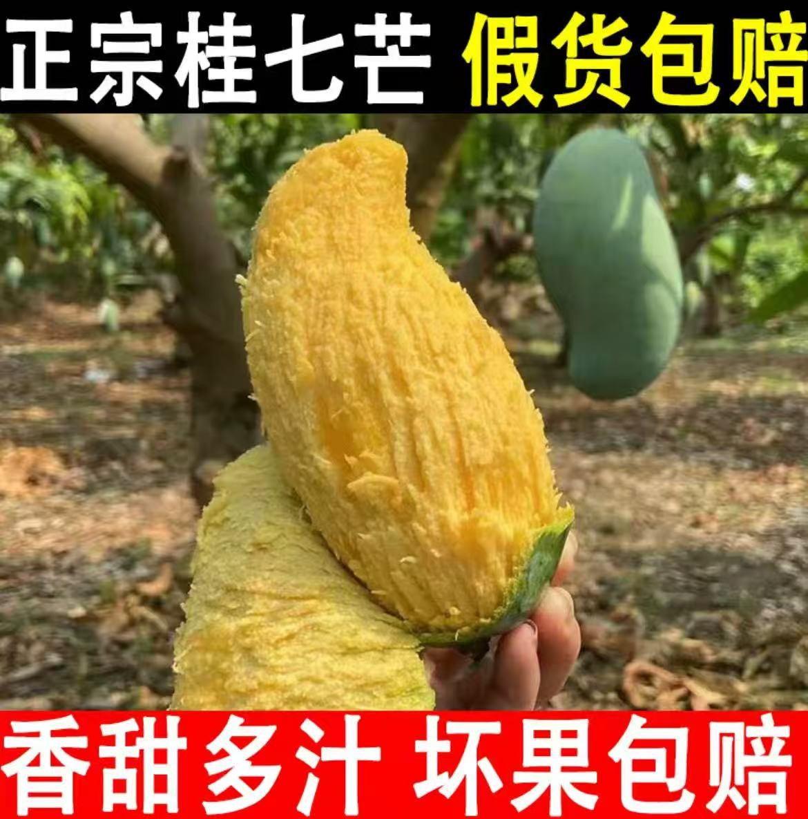 广西桂七芒果季节限定大果冲量买三斤送二斤，坏果包赔