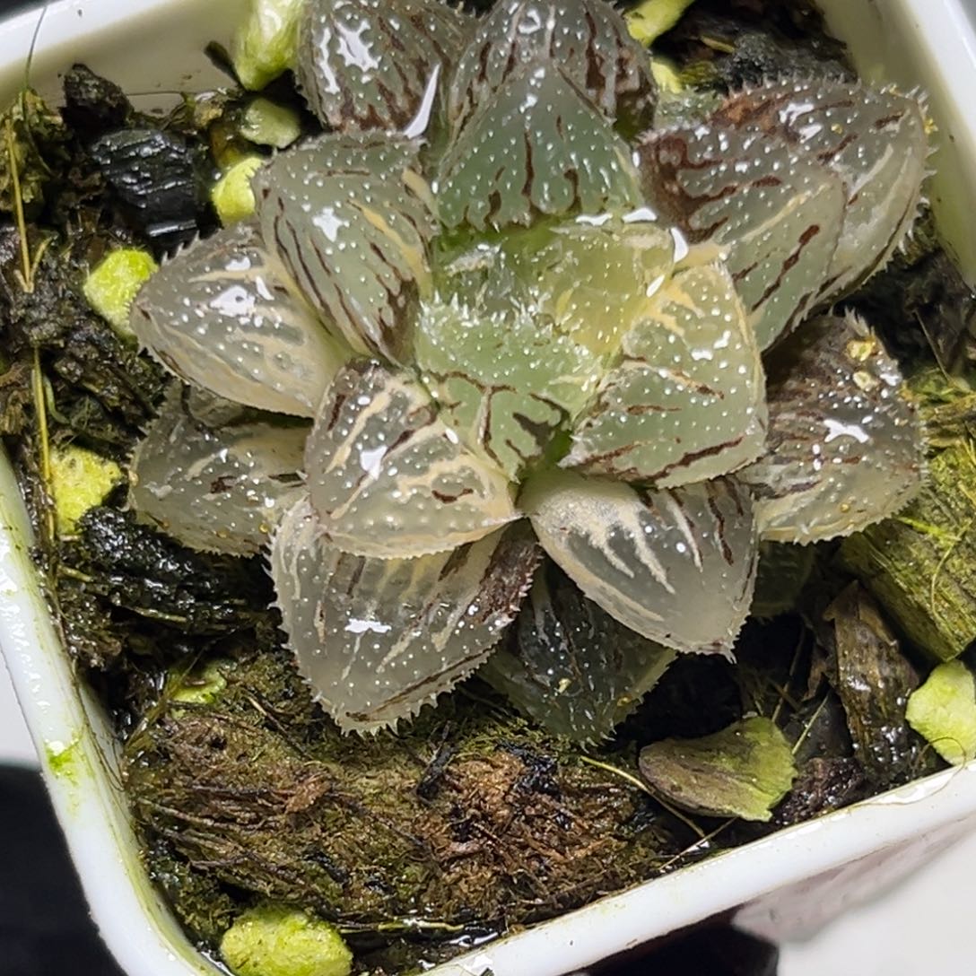 十二卷多肉植物1309魔刺