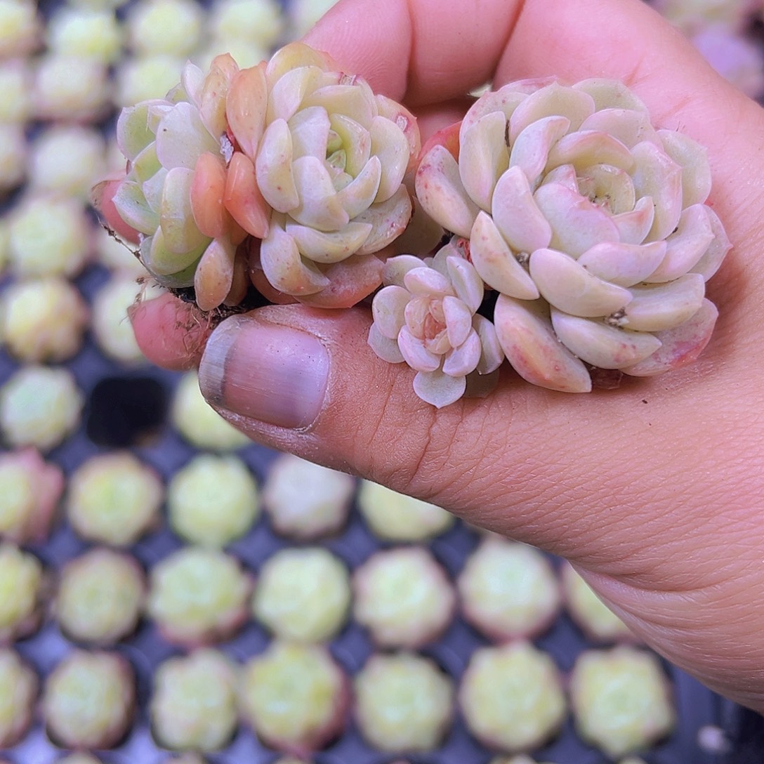 容晶5个19包邮多肉