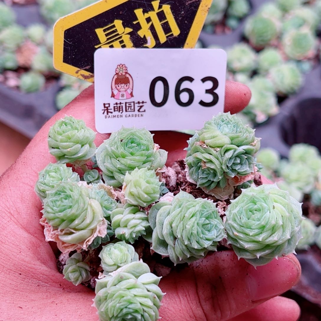当前无花朵，栽培后可花朵