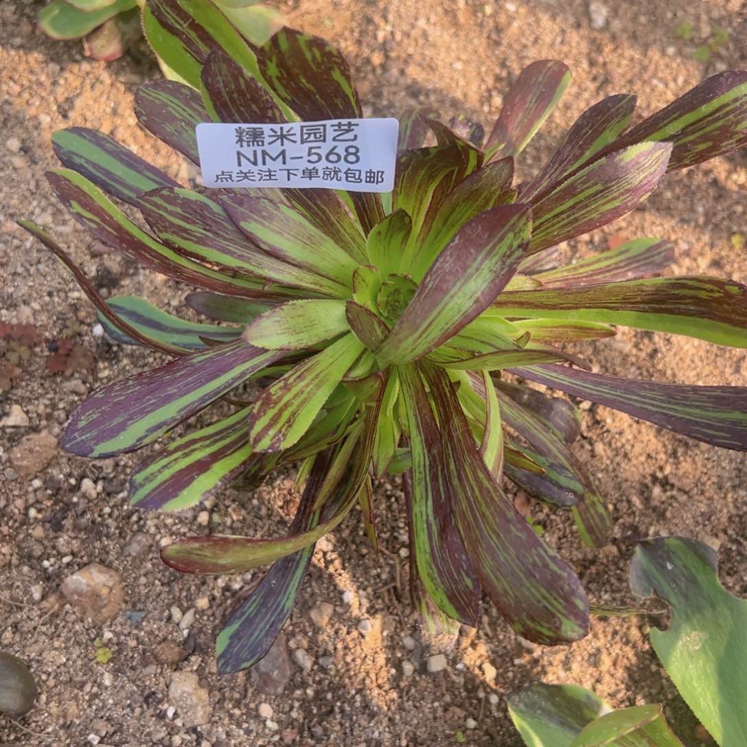 水墨丹青多肉植物568