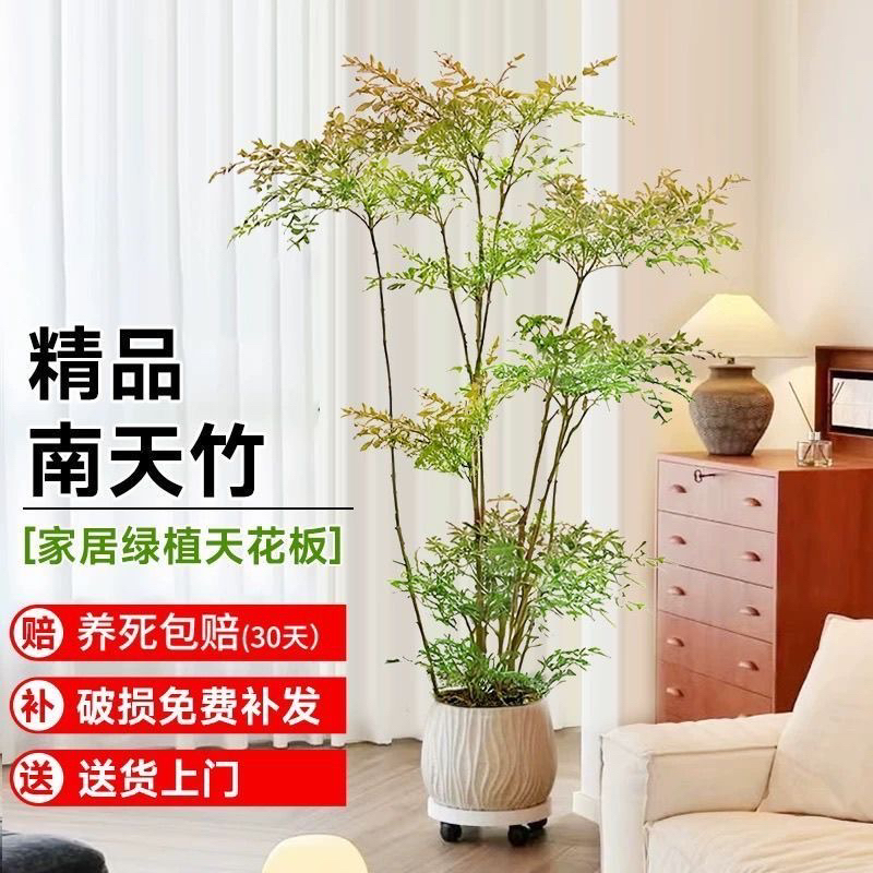 精品南天竹一物一拍