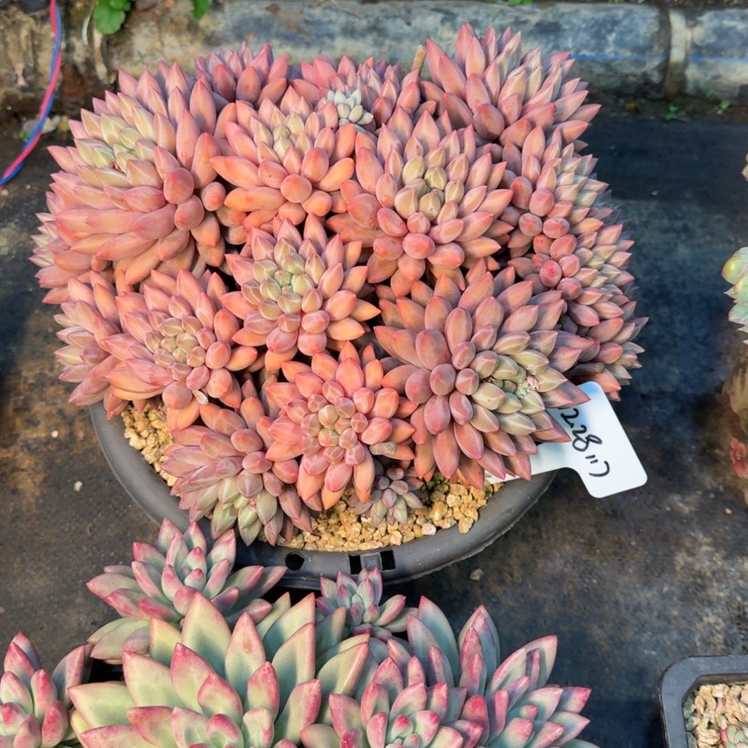 ****一物一拍母本黄体红蜻蜓117