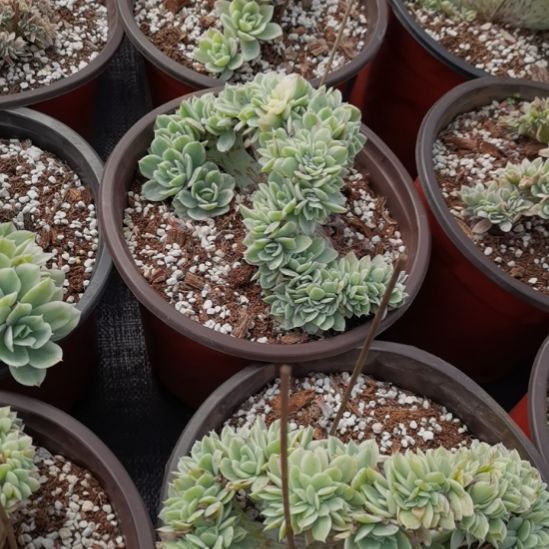 丝绸面纱超白锦缀化