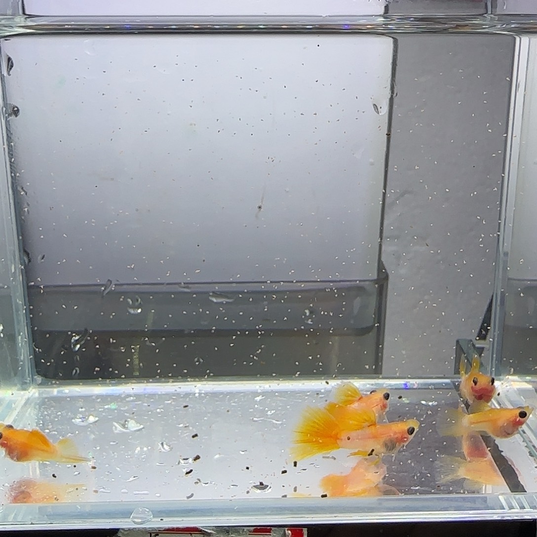 孔雀鱼粉猫幻彩清港五条