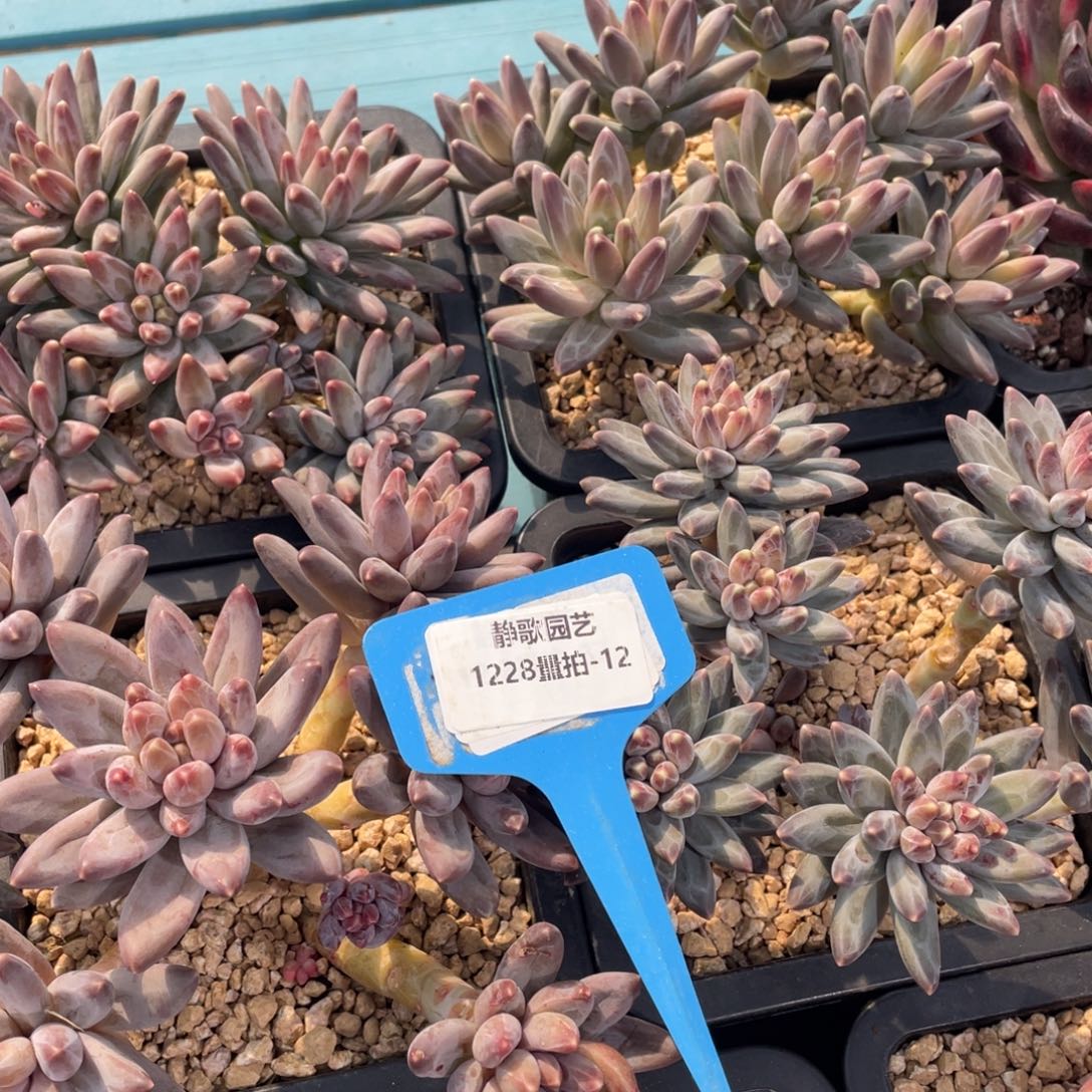 1228-12-伊卡鲁斯群福利一颗量拍