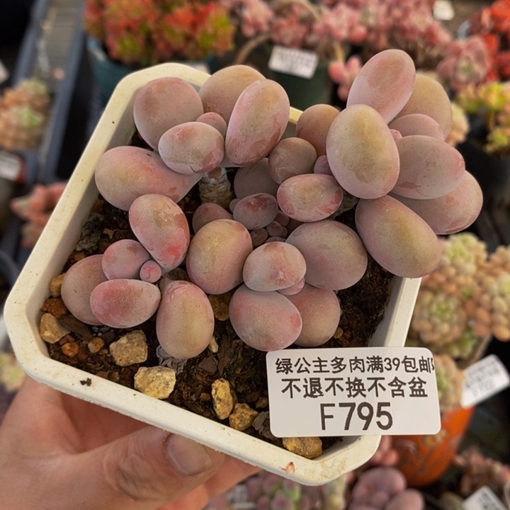 腰子桃蛋7cm795多肉植物