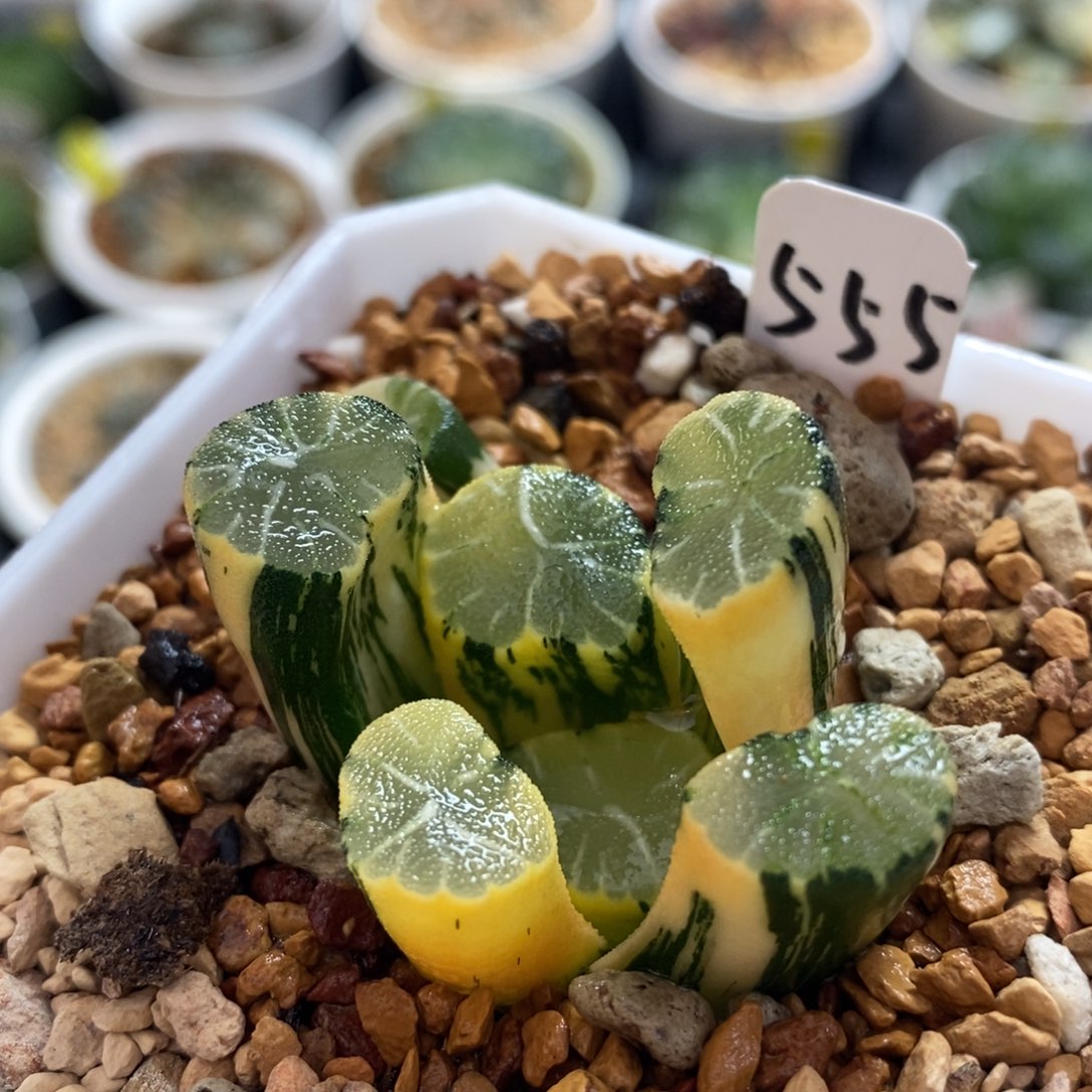 不开花植物555白妙