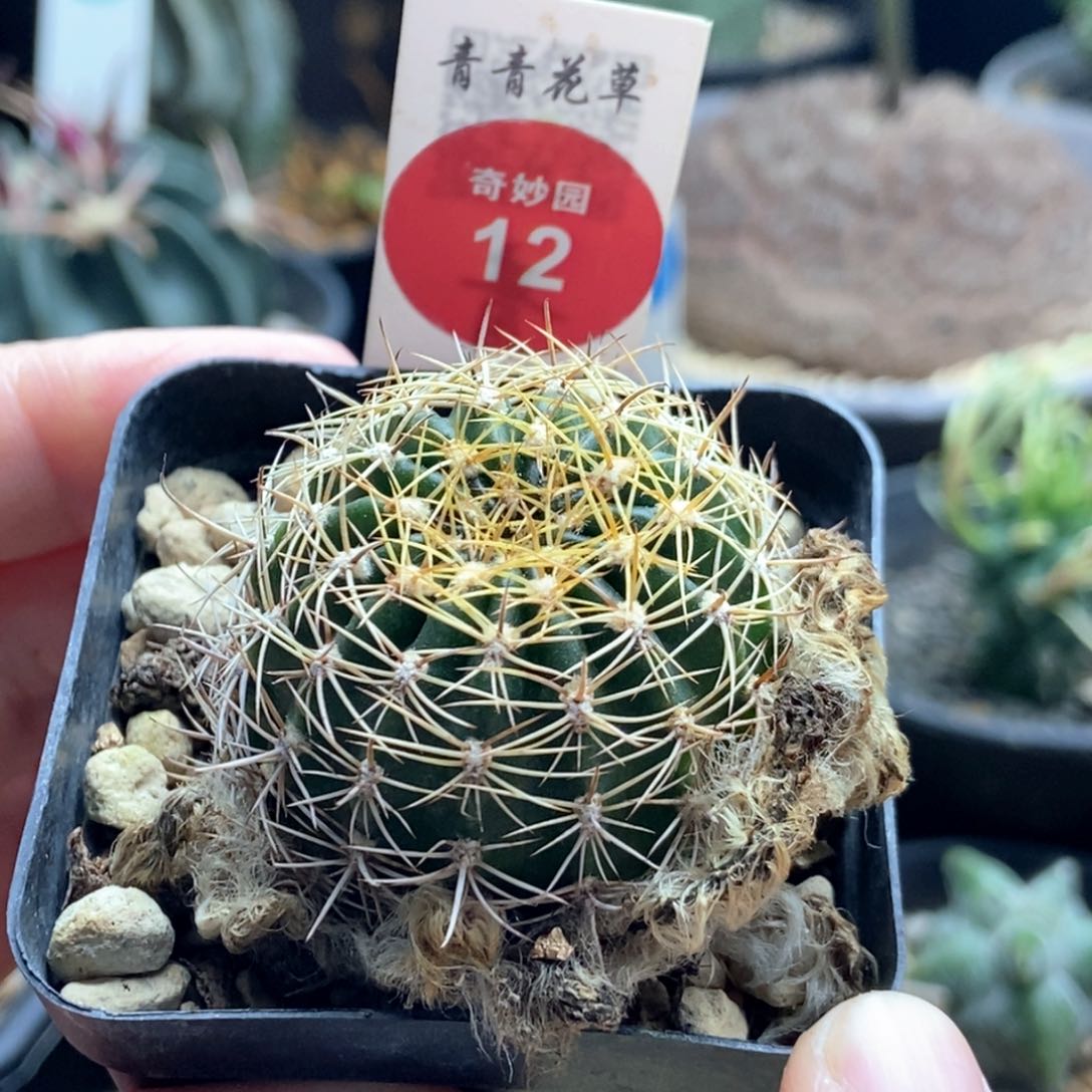 红羽丽花丸一颗仙人球