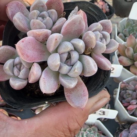 139奶油美人多肉植物多