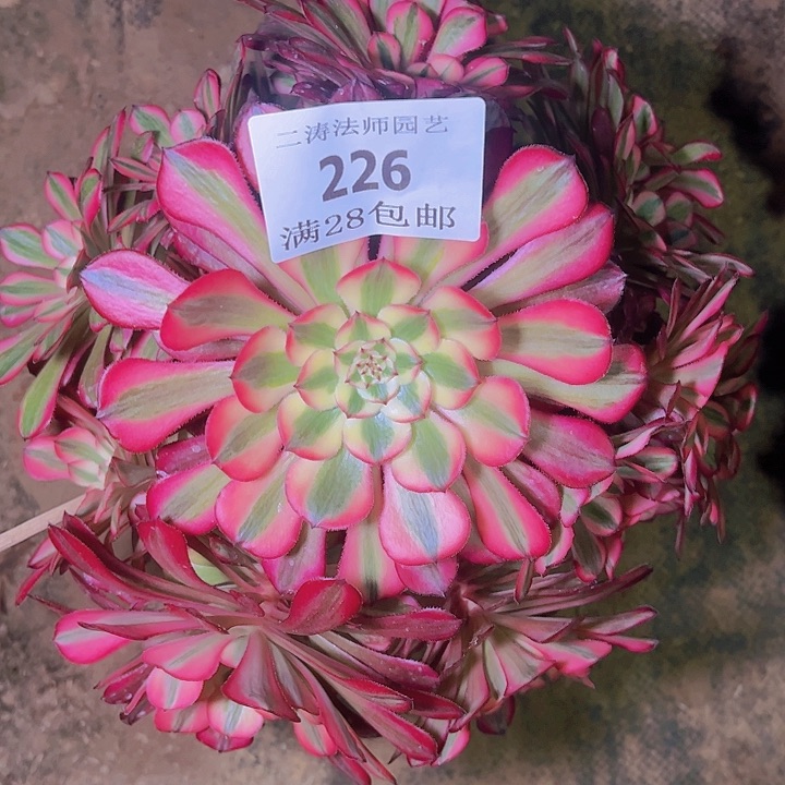 226红铜白多肉植物老桩