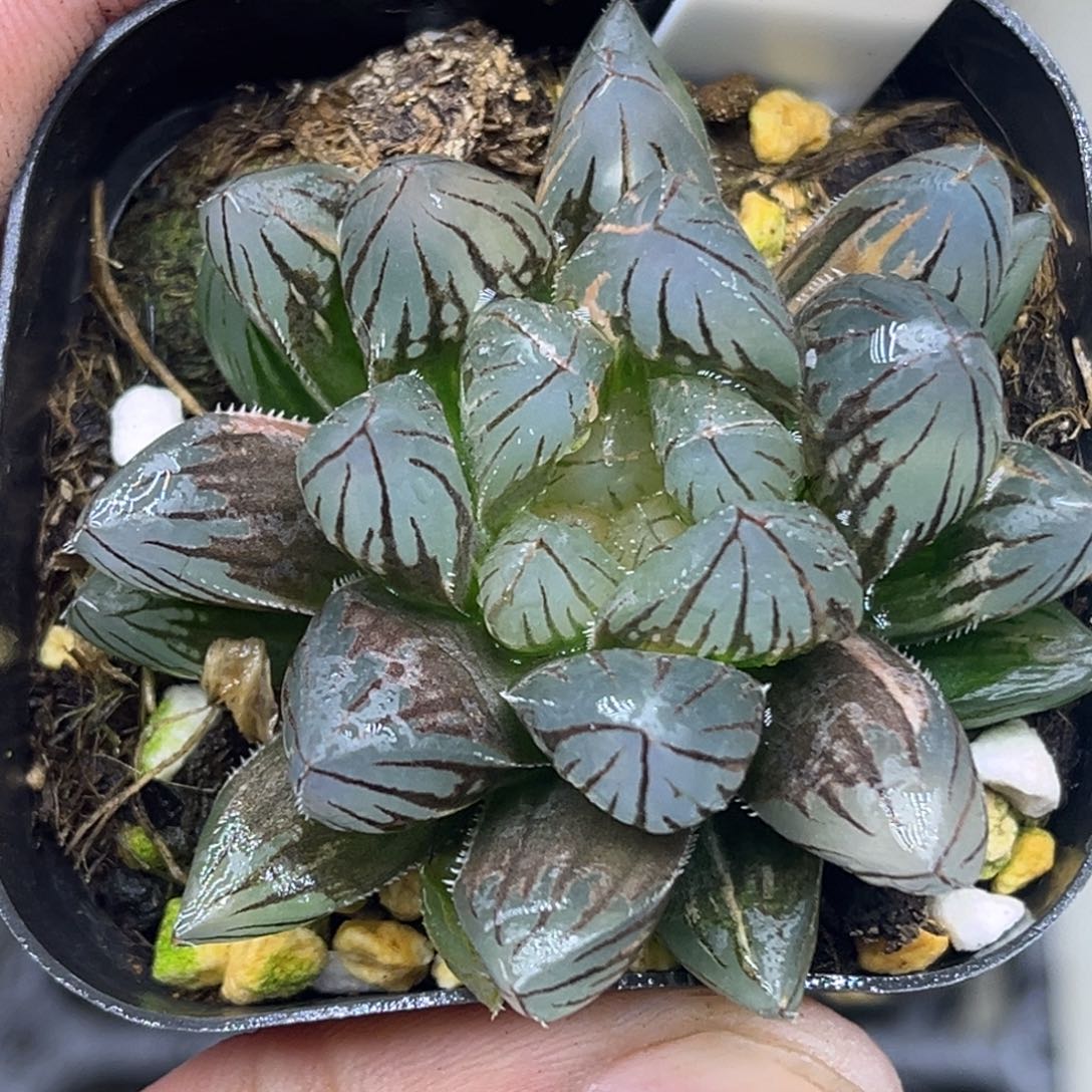 89龙爪玉露锦头家多肉十二卷