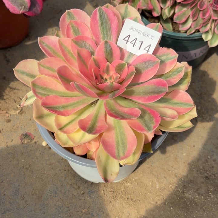 香妃多肉法师4414